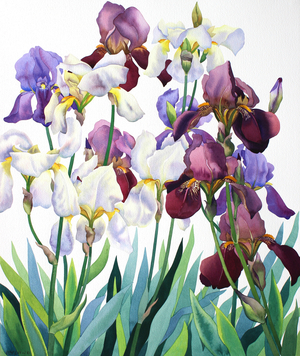White and Purple Irises, 2018 (watercolour on paper)