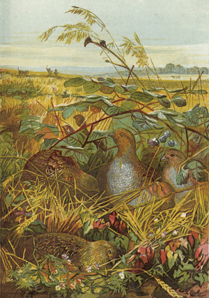 September and October, game birds (chromolitho)