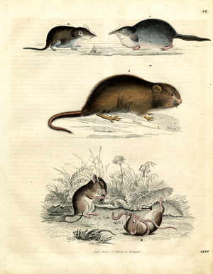 Various Rodent Species (hand-coloured litho)