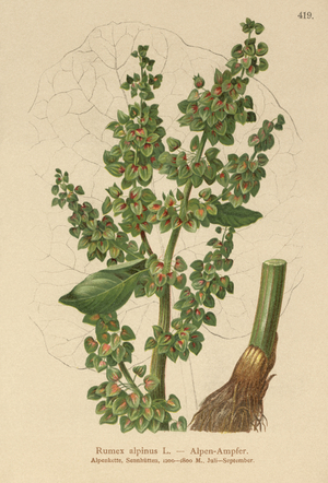 Alpine Dock (Rumex alpinus) (colour litho)