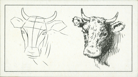 How to sketch: Bull's head (litho)