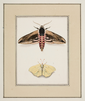 Privet Hawk Moth and Common Brimstone, c.1755-65 (w/c on paper)
