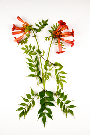 Campsis chinensis x radicans,  Bignone, Chinese Trumpet (photo)