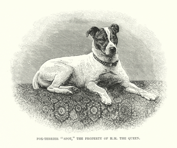 Fox terrier "Spot", property of Queen Victoria (engraving)