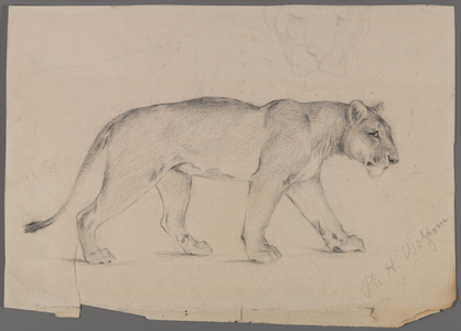 Striding lioness (graphite on paper)