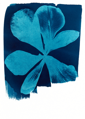 Poppy, 2023 (cyanotype)