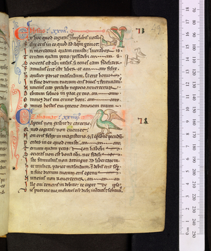 Prenostica Pitagorice consideracionis, c1240-1259 (manuscript)