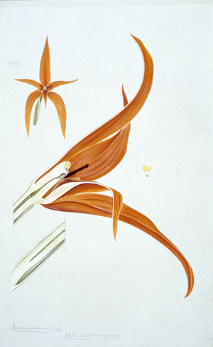 Flower illustration by Arthur Church