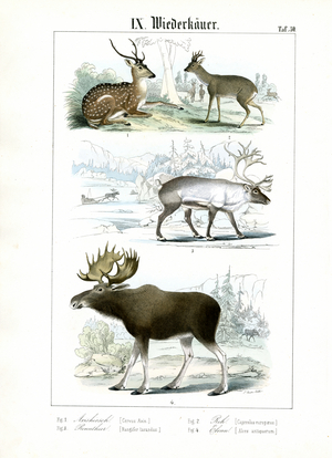 Deer Species from Various Habitats, 1851 (Lithography)