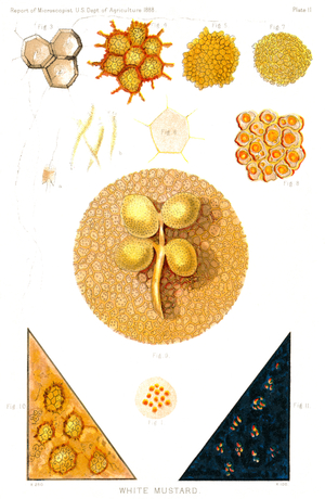 White Mustard Seed, Report of the Commissioner of Agriculture, US Dept of Agriculture, Illustration, 1888