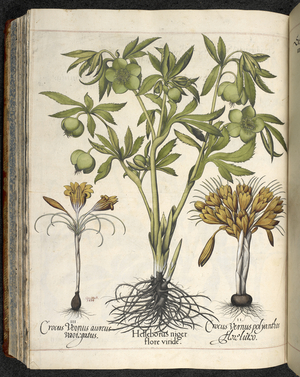 Helleborus niger, Illustration from 'Hortus Eystettensis, sive diligens et accurata omn', c.1613 (coloured engraving)