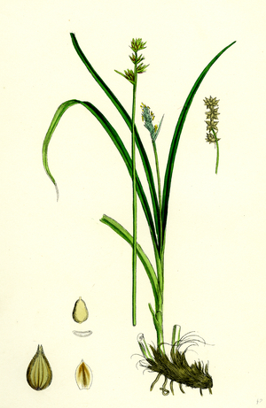 Carex Stellulata Little Prickly Sedge