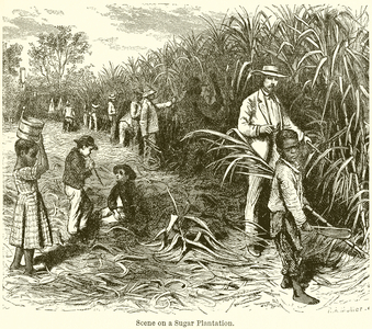 Scene on a Sugar Plantation (engraving)