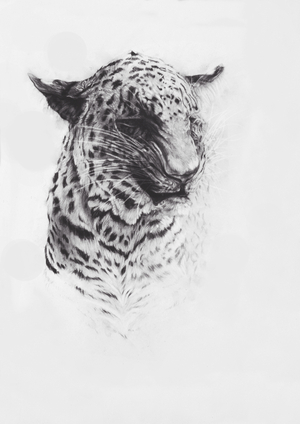 Leopard 2, 2004 (conte on Fabriano paper)