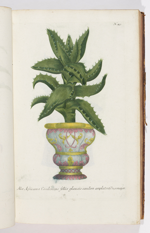 Aloe Africana, 1737 (engraving)