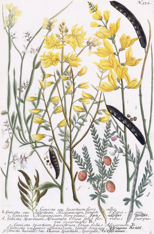 Genista (Broom), 1737-1745 (engraved and mezzotint plate, printed in colours and finished by)
