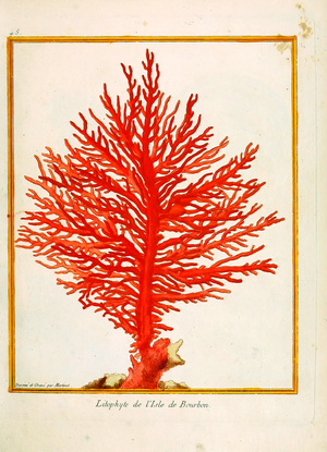 Coral from the Isle of Bourbon (print)