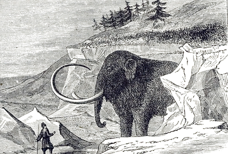 Drawing of a Siberian Woolly Mammoth, discovered in a block of ice in Siberia, Russia, 1799