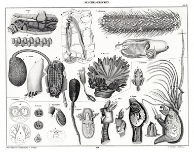 Anatomy of Shellfish and Related Mollusks (print)