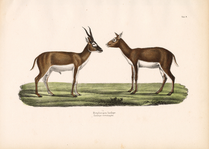 Blackbuck Antelopes, 1848 (lithography)