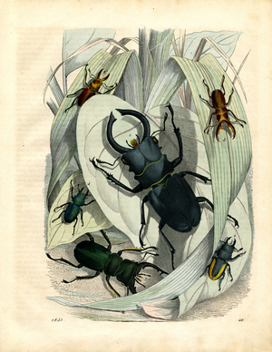 Various Beetle Species Among Plant Leaves (hand-coloured engraving)
