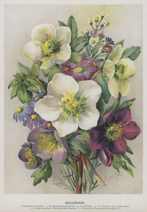 Hellebores (chromolitho)