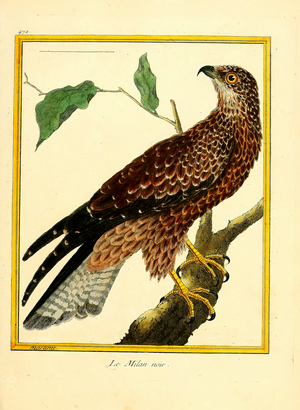 Black Kite (print)