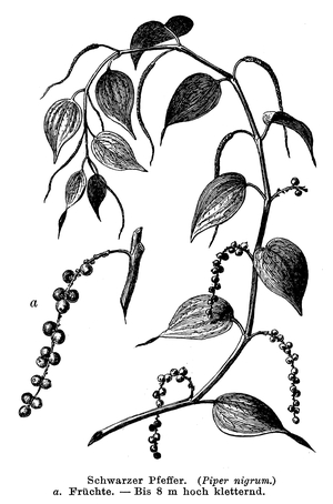 Black pepper