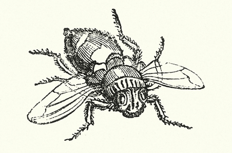 Dictionary: Gadfly (engraving)