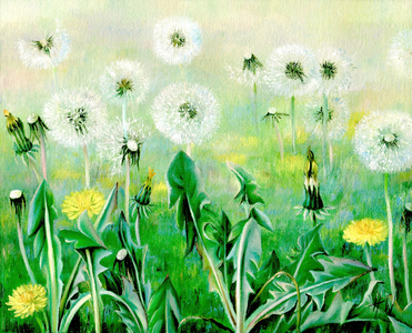 Dandelions 1998 (oil on canvas)