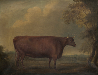 Red Devon Heifers in landscape, c.1812 (oil on canvas)