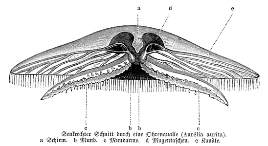 Jellyfish, longitudinal section