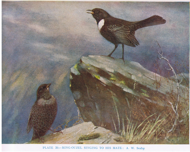 Ring-ouzel singing to his mate, illustration from 'British Birds' by Kirkman & Jourdain, 1966 (colour litho)