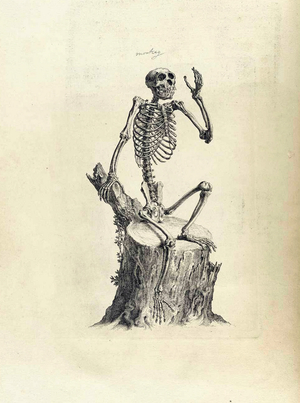 Anatomical illustration