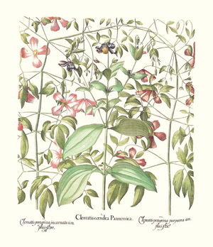 Various Clematis Species (print)