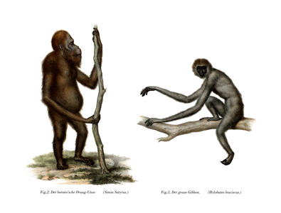 Orang-Outang, 1860 (colour litho)
