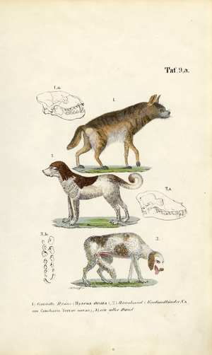 Hyena, Domestic Dog and Old Dog with skull illustrations, 1850 (lithography)