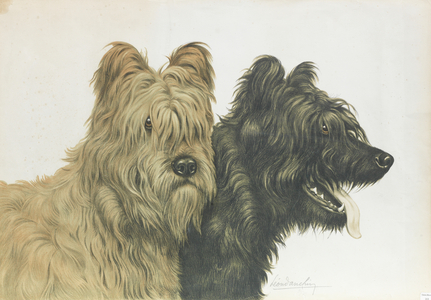 Briards (lithograph)