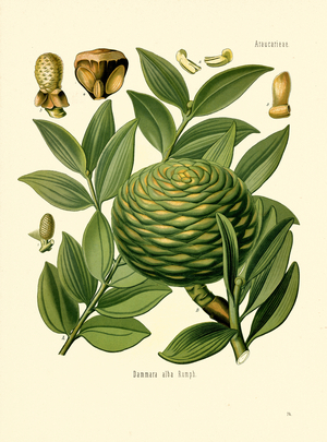 Dammara Tree (colour litho)