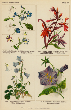Lobelia Erinus, Bolelia Pulchella, Lobelia Fulgens, Lobelia Hybrida, Campanula Pusilla, Campanula Turbinata (colour litho)