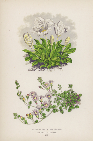 Nierembergia Rivularis; Linaria Villosa (colour litho)