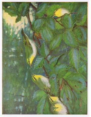 Wood Warbler, illustration from 'British Birds' by Kirkman & Jourdain, 1966 (colour litho)