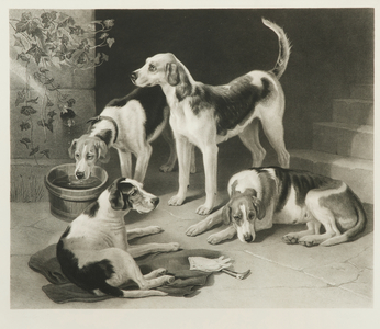 A group of favourites - Foxhounds (engraving)