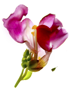 Snapdragon Pink, 2014 (digital photogram,digital original print)