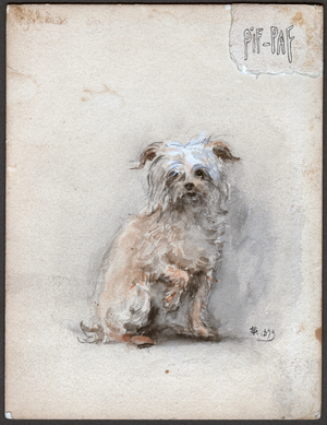 Science. Zoology. Little dog. Watercolour by Noella Sylvestre, France, 1899.