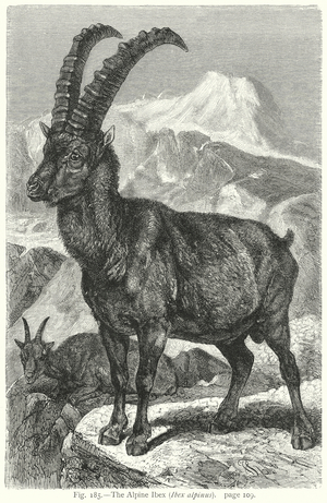 The Alpine Ibex (Ibex Alpinus) (engraving)