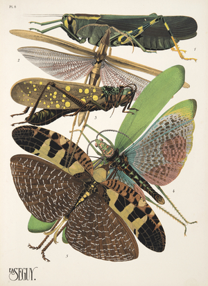 Plate 8 from Insectes, pub. 1930's (pochoir print)