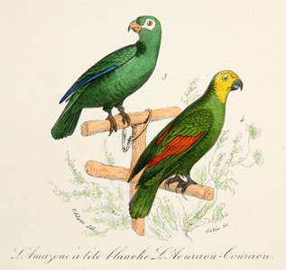 l'amazone à tete blanche et l'aourou couraou, 18th century (Engraving)