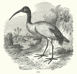 Wilds of Africa: Ibis (engraving)