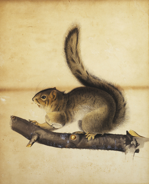 Eastern Grey Squirrel in Full Winter Coat, c.1840s (pen and black ink and watercolour on board)